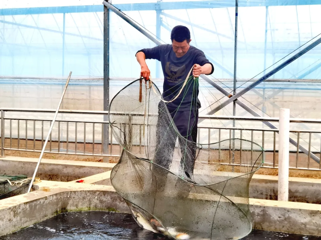 漢臺(tái)：“共飲一池水”，魚菜同豐收