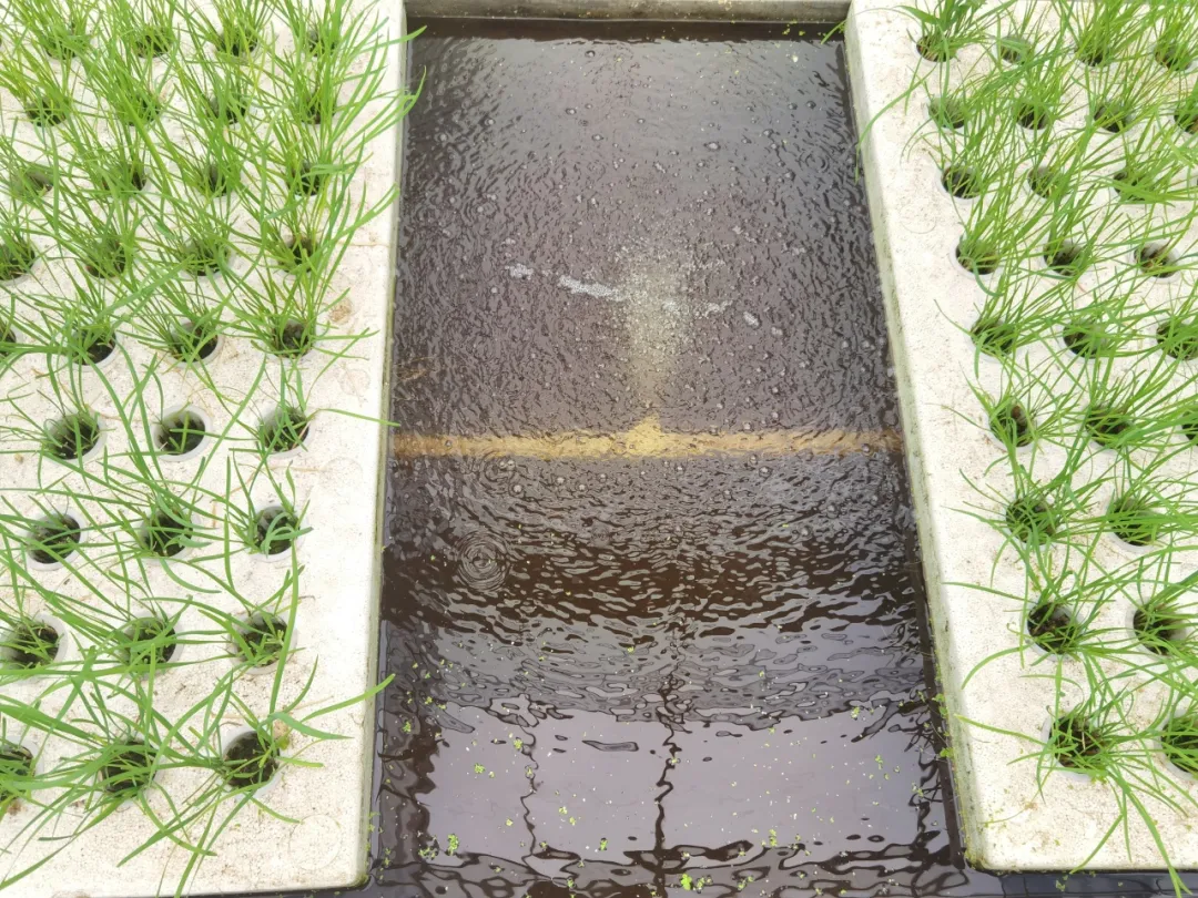 漢臺(tái)：“共飲一池水”，魚菜同豐收
