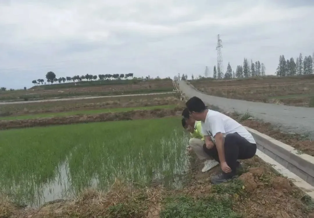 漢臺：“插管并進”助力水稻生產(chǎn)起好步?