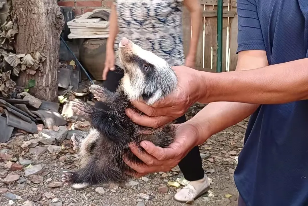 漢中成功救助國家二級保護動物豬獾！