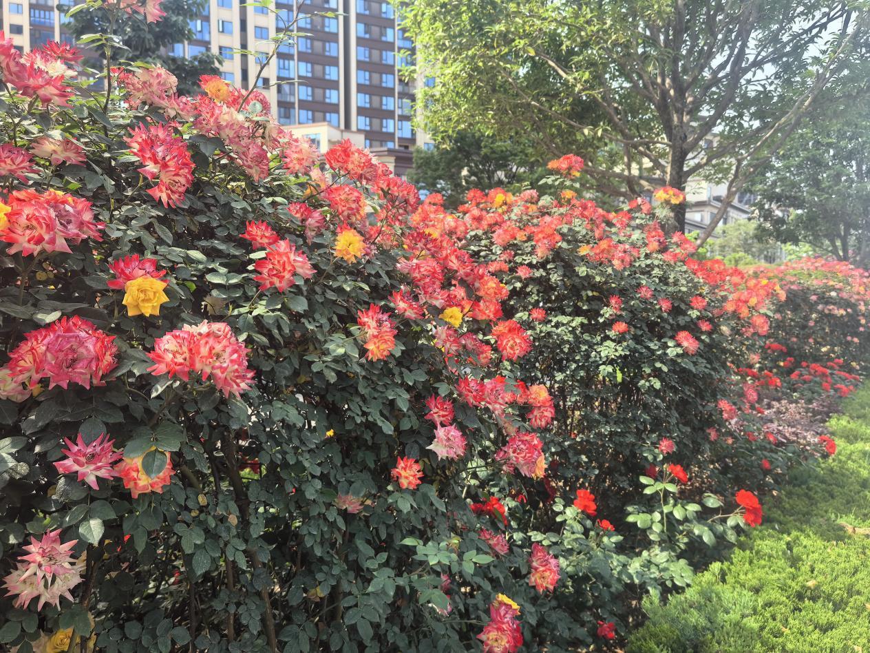 “花”點時間游漢臺，這個“五一”美不勝收